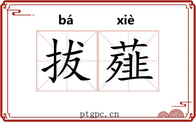 拔薤