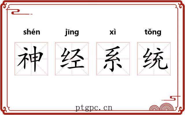 神经系统