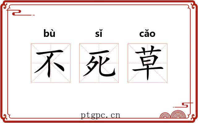 不死草