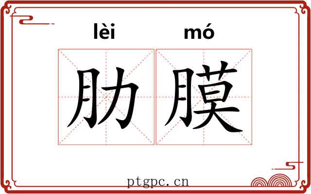 肋膜