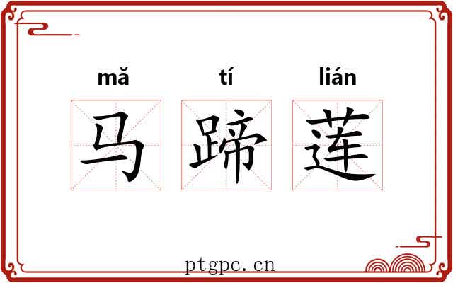马蹄莲