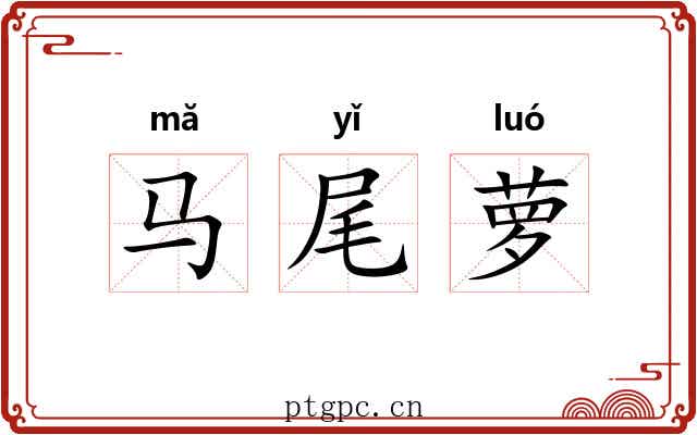 马尾萝
