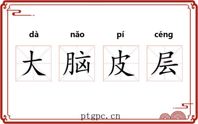 大脑皮层