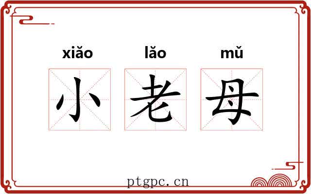 小老母 小老母