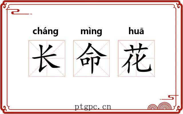 长命花