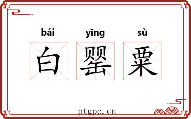 白罂粟