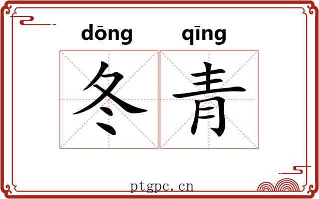 冬青 冬青