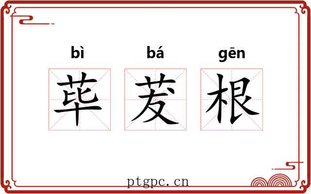 荜茇根