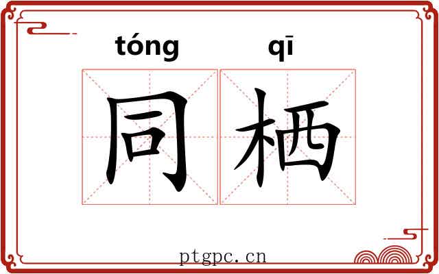 同栖