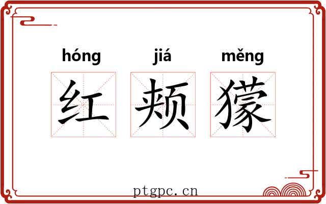 红颊獴 红颊獴