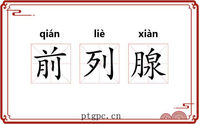 前列腺 前列腺
