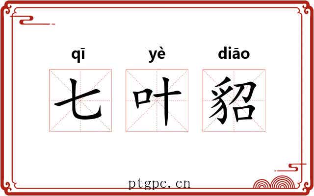 七叶貂