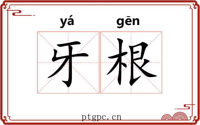牙根 牙根