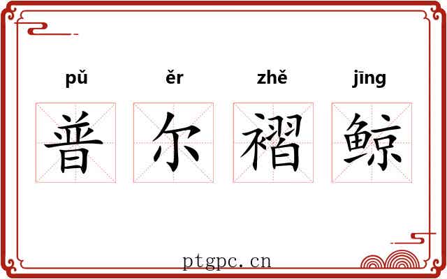 普尔褶鲸 普尔褶鲸