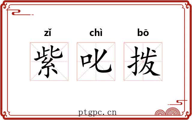 紫叱拨