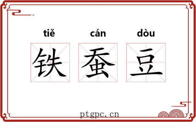 铁蚕豆 铁蚕豆