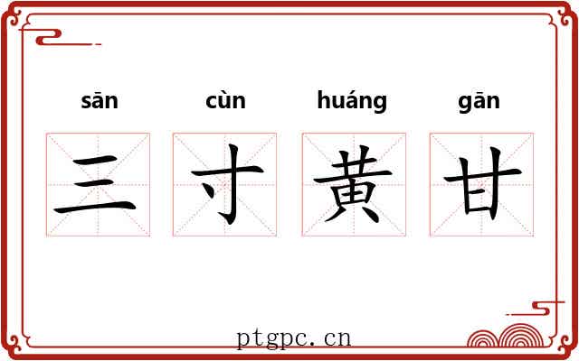 三寸黄甘 三寸黄甘