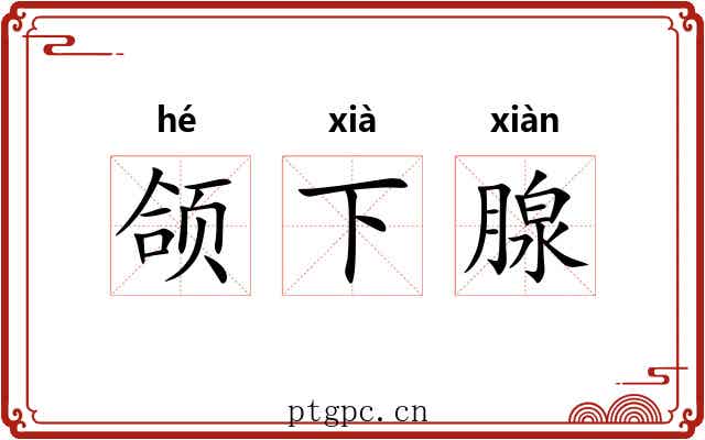 颌下腺