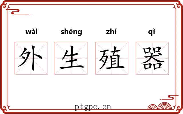 外生殖器