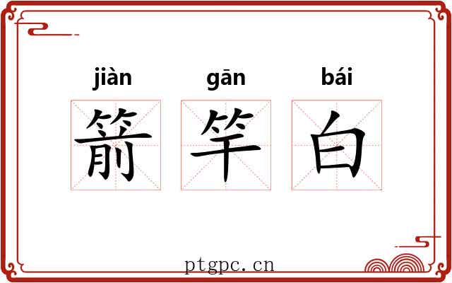 箭竿白 箭竿白