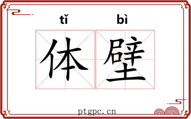 体壁