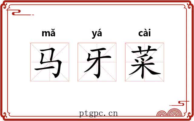 马牙菜