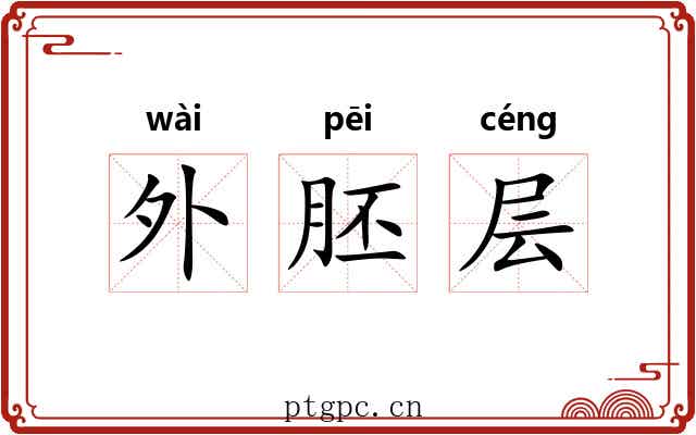 外胚层 外胚层