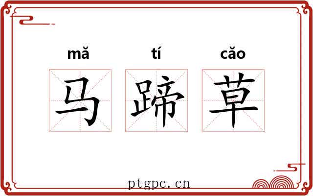 马蹄草