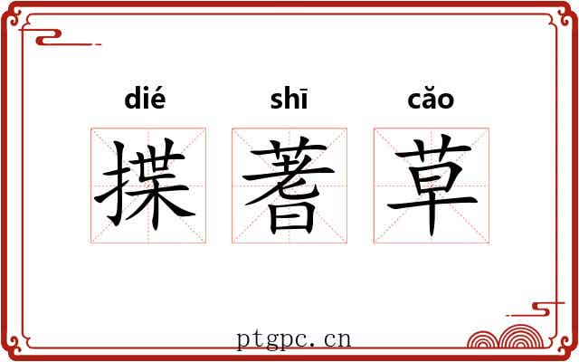 揲蓍草 揲蓍草