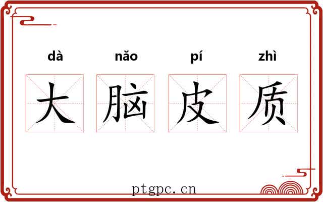 大脑皮质