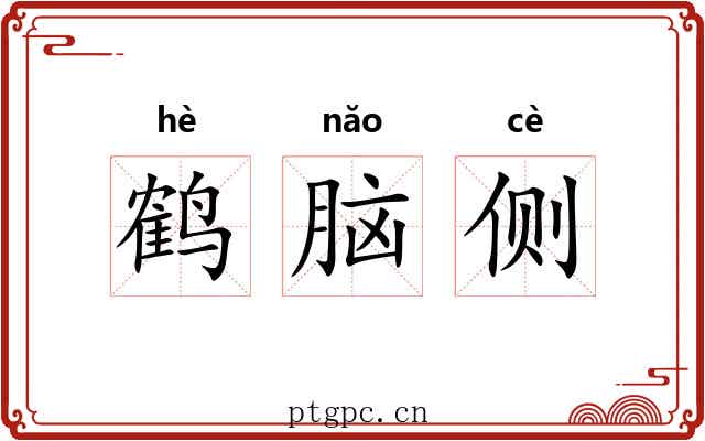 鹤脑侧 鹤脑侧