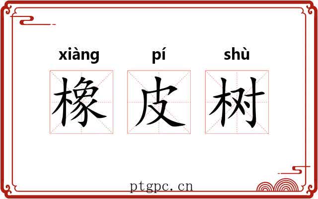 橡皮树 橡皮树