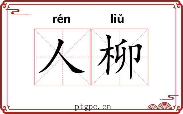 人柳