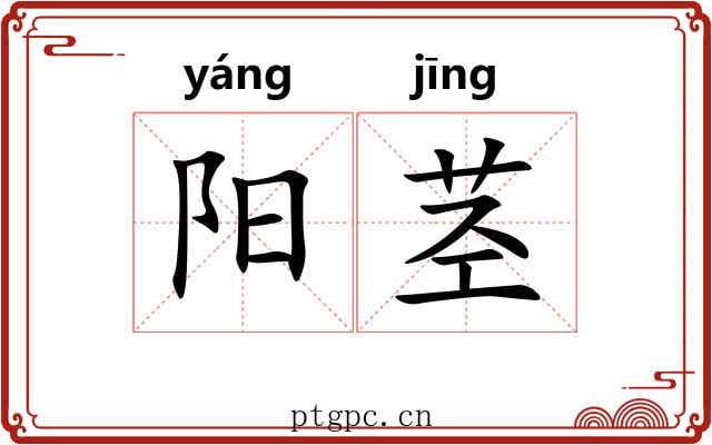 阳茎