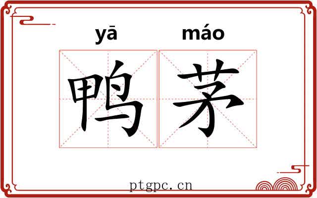 鸭茅