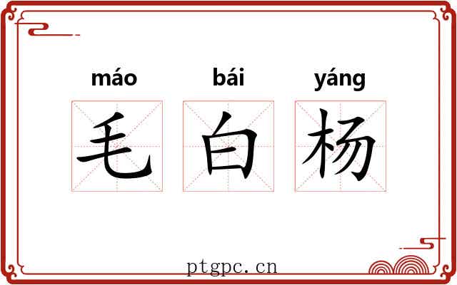 毛白杨