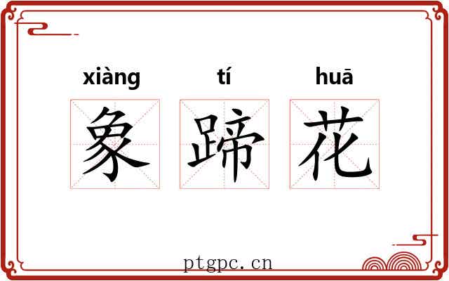 象蹄花 象蹄花