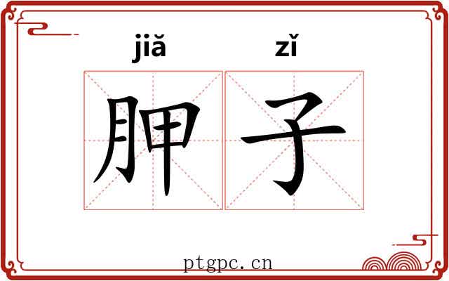 胛子