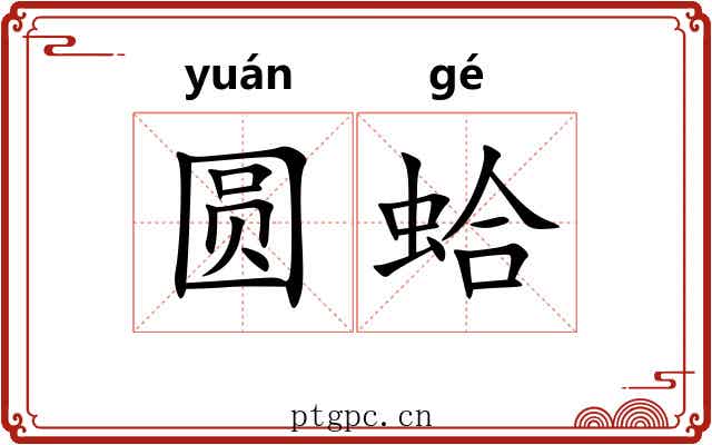 圆蛤 圆蛤