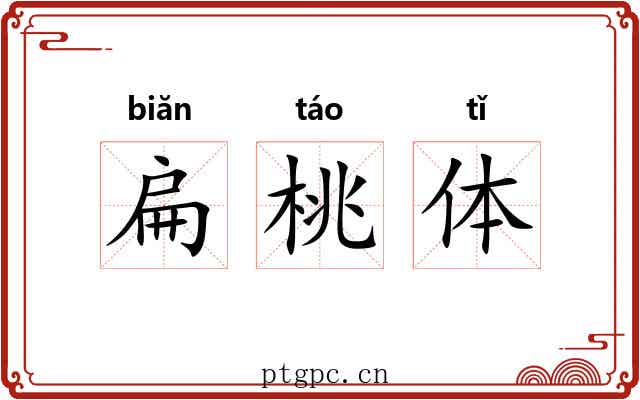 扁桃体 扁桃体