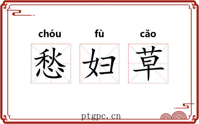 愁妇草