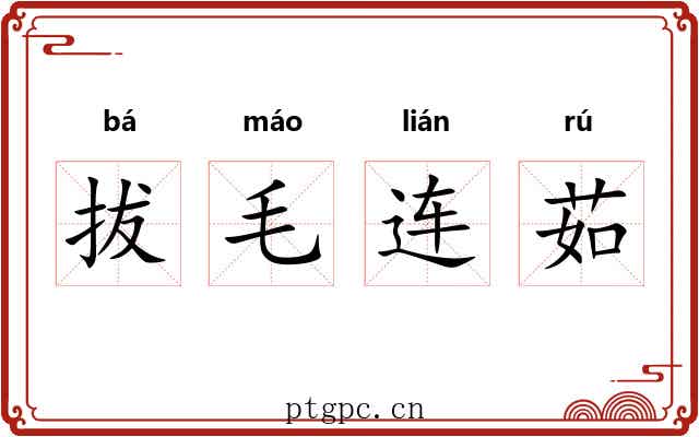 拔毛连茹 拔毛连茹