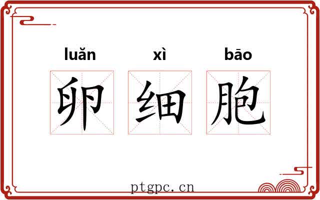 卵细胞
