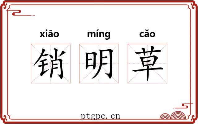 销明草