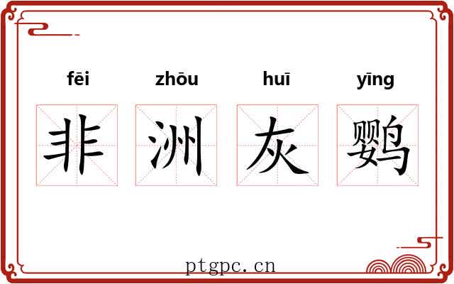 非洲灰鹦