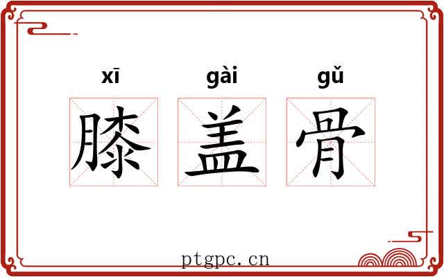 膝盖骨 膝盖骨
