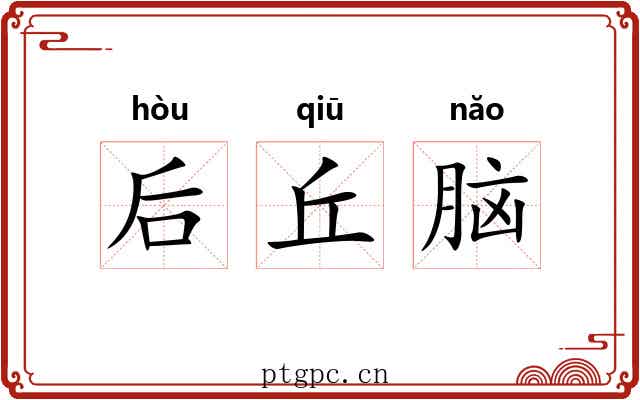 后丘脑