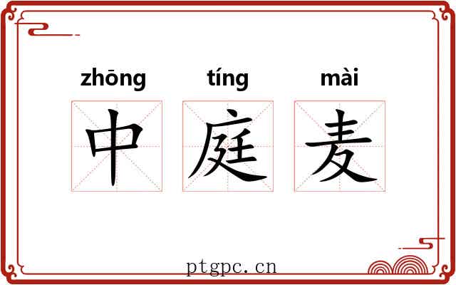 中庭麦