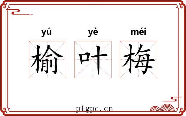 榆叶梅 榆叶梅