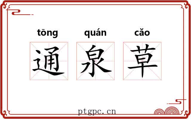 通泉草 通泉草